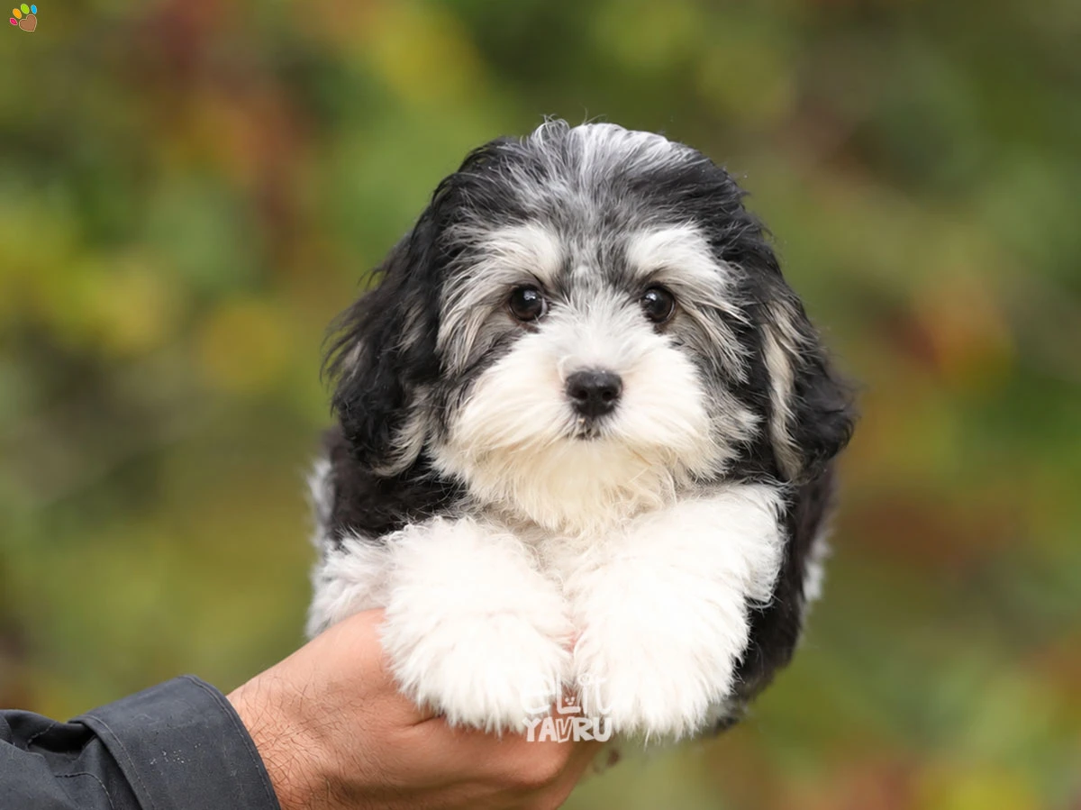 Morkie Mister
