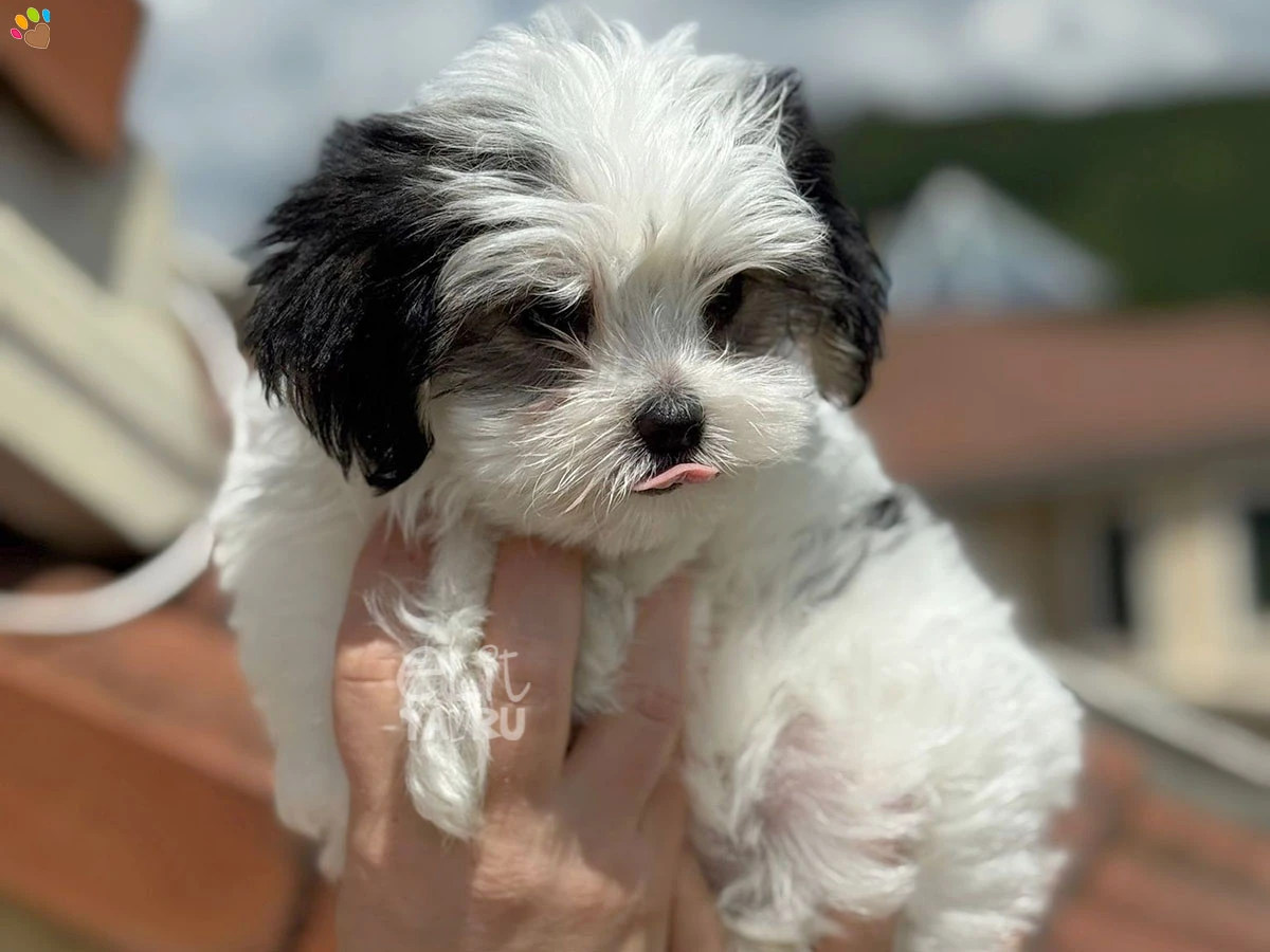 Morkie Misty 3