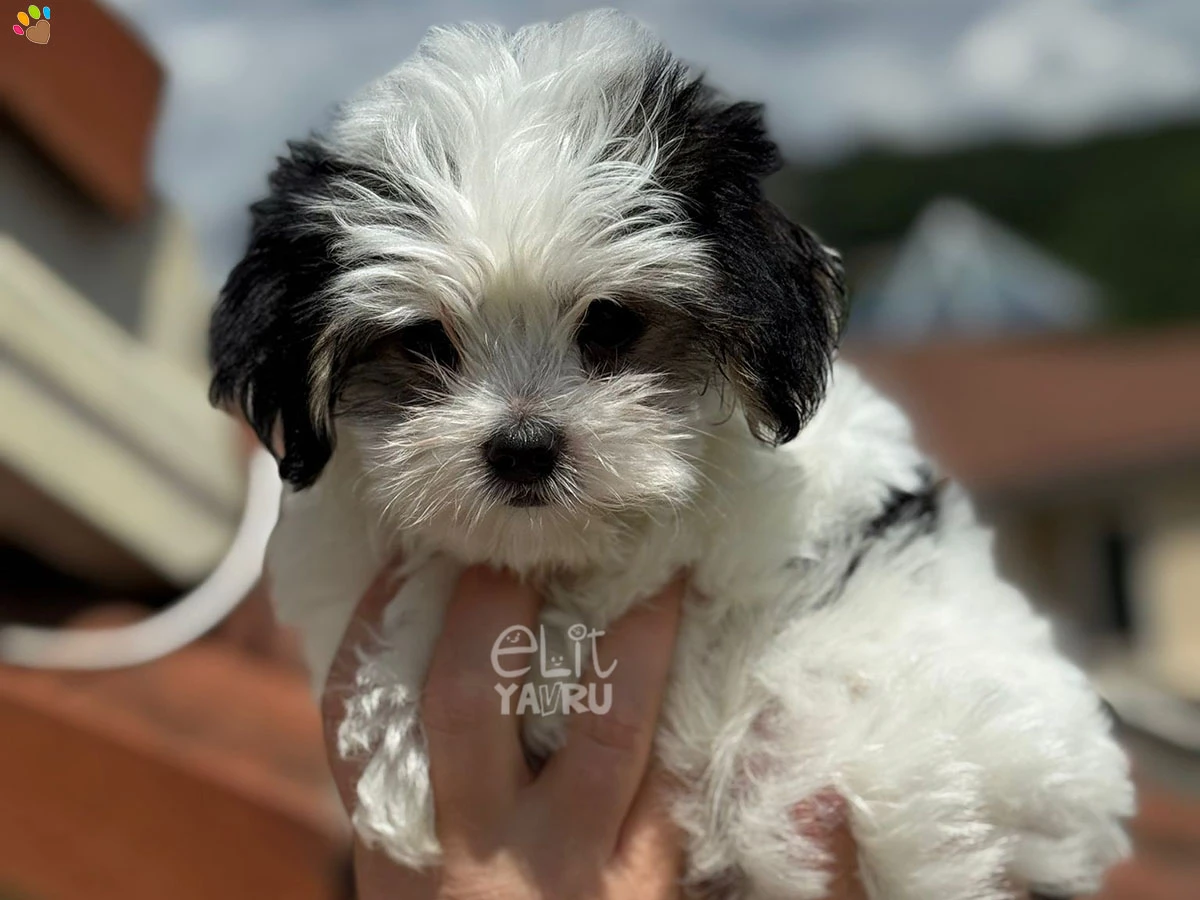 Morkie Misty 1