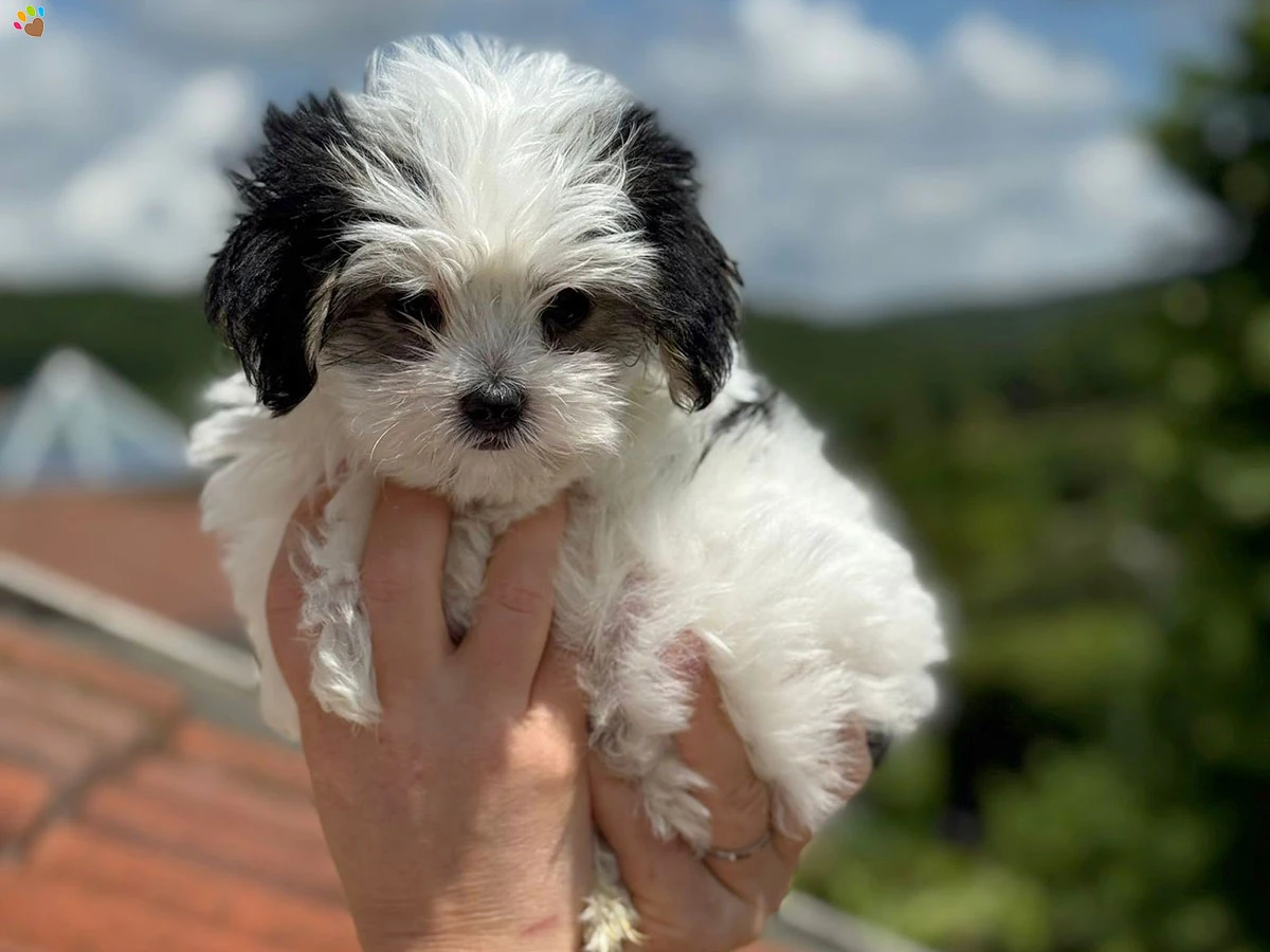 Morkie Misty