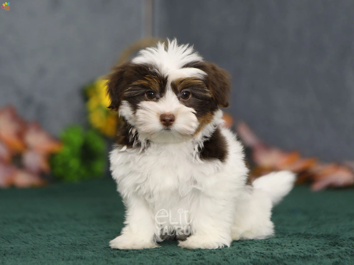 Morkie Mocha