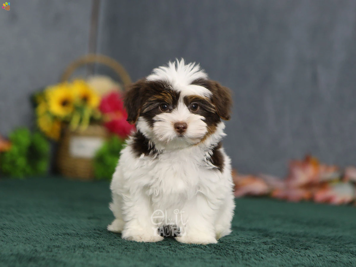 Morkie Mocha 3