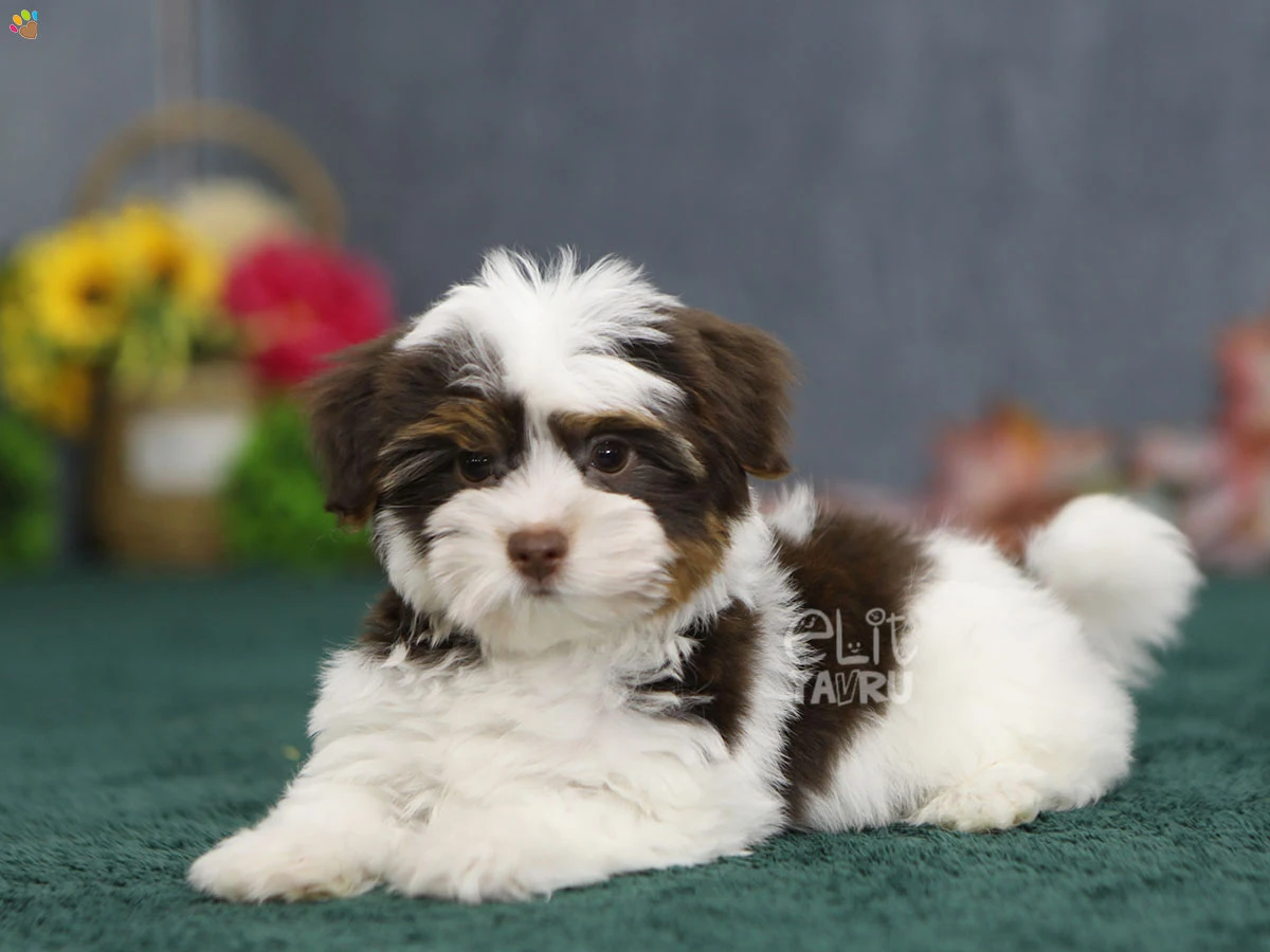 Morkie Mocha 1