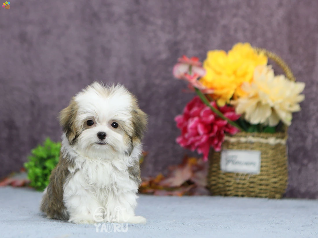 Mochi 2