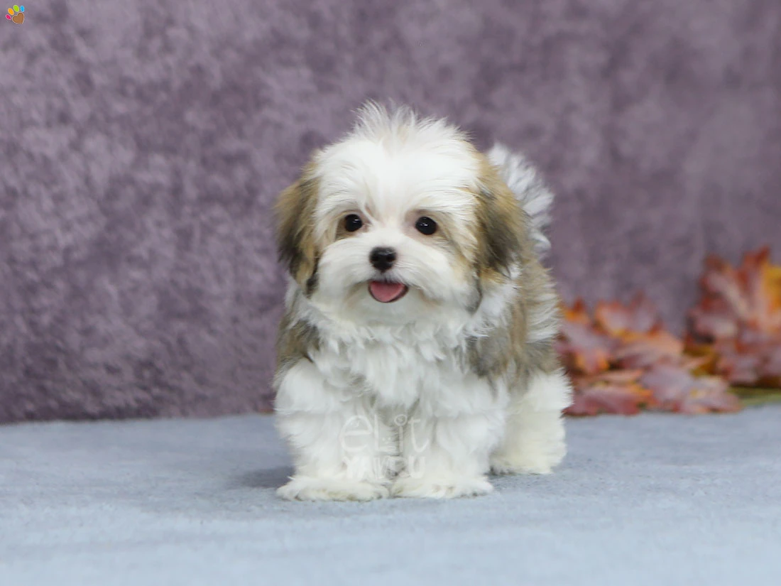  Mochi 1