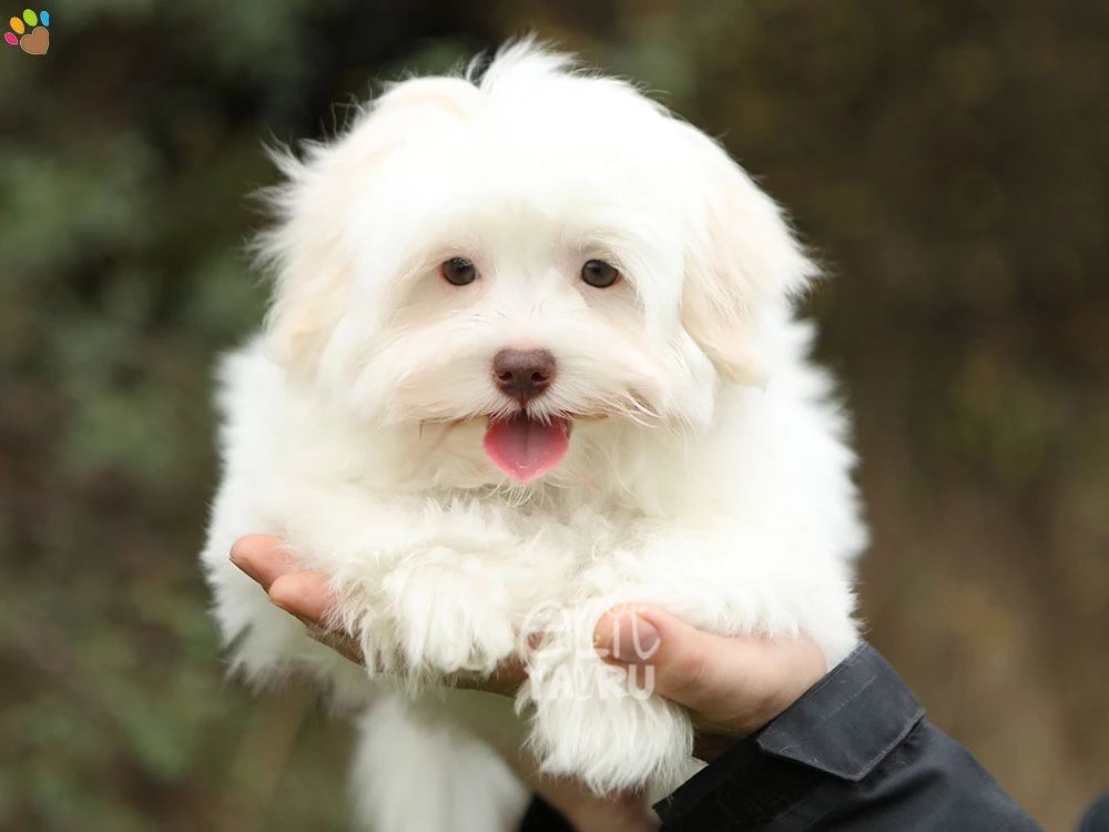 Morkie Mojo 3