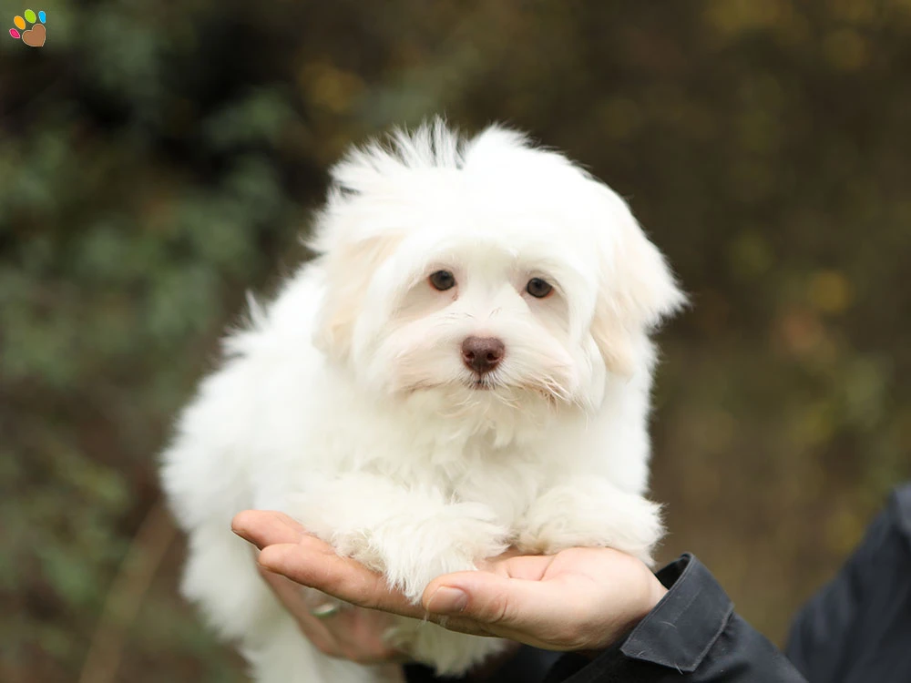 Morkie Mojo 2