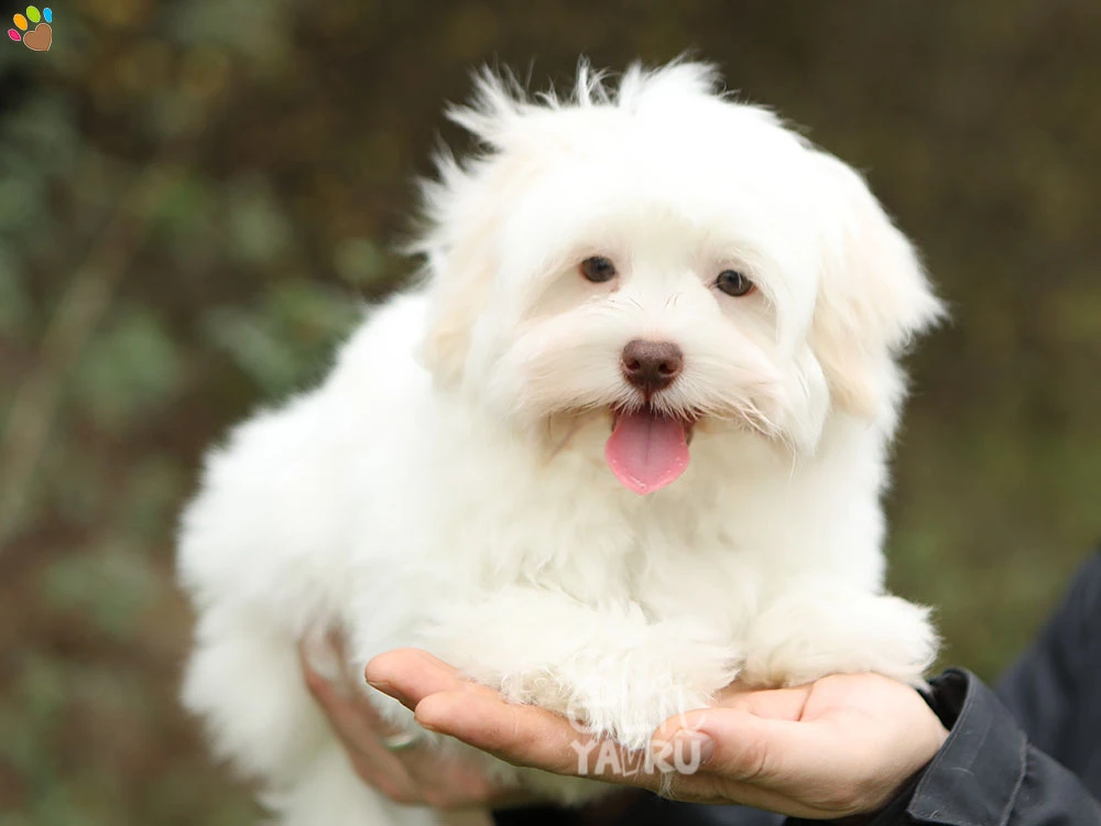 Morkie Mojo