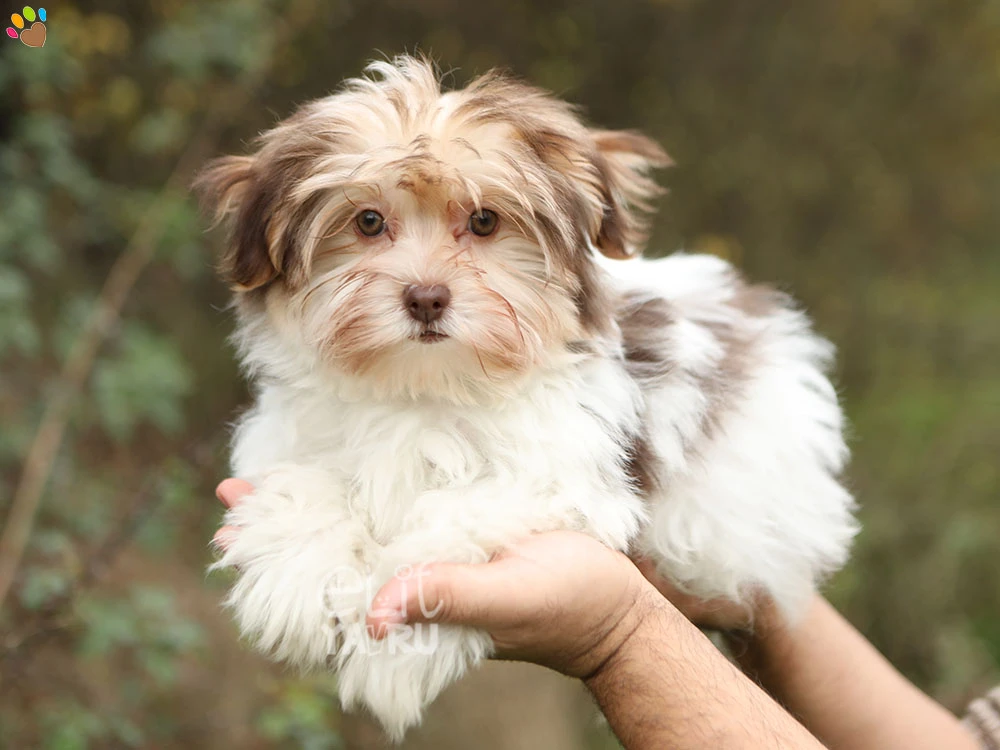 Morkie Mona