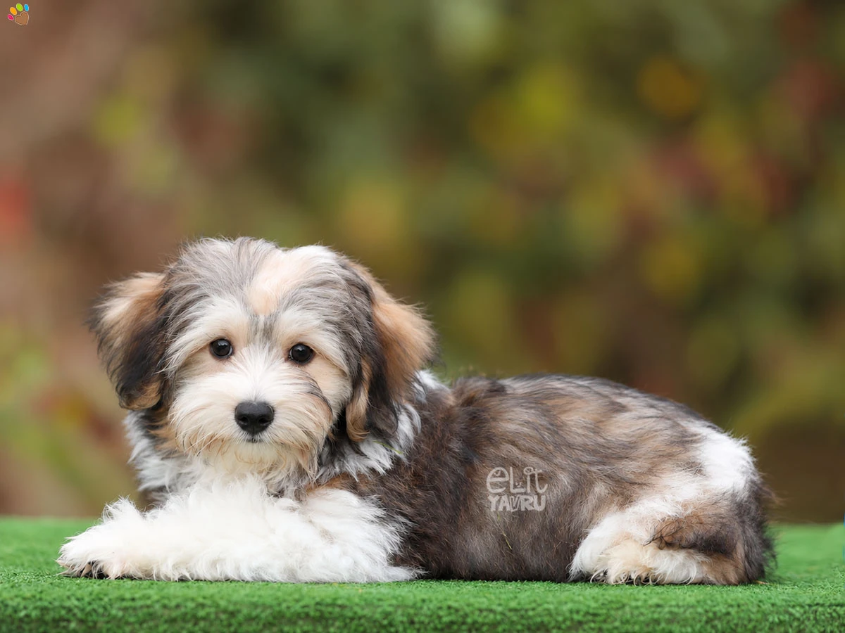 Morkie Monki 1