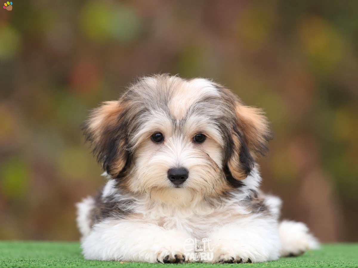 Morkie Monki