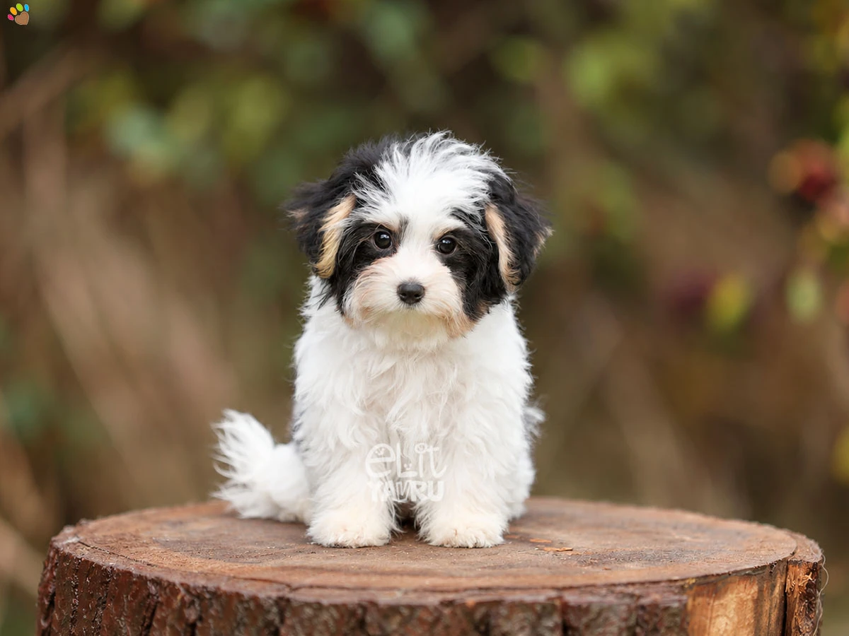Morkie Mooji 2
