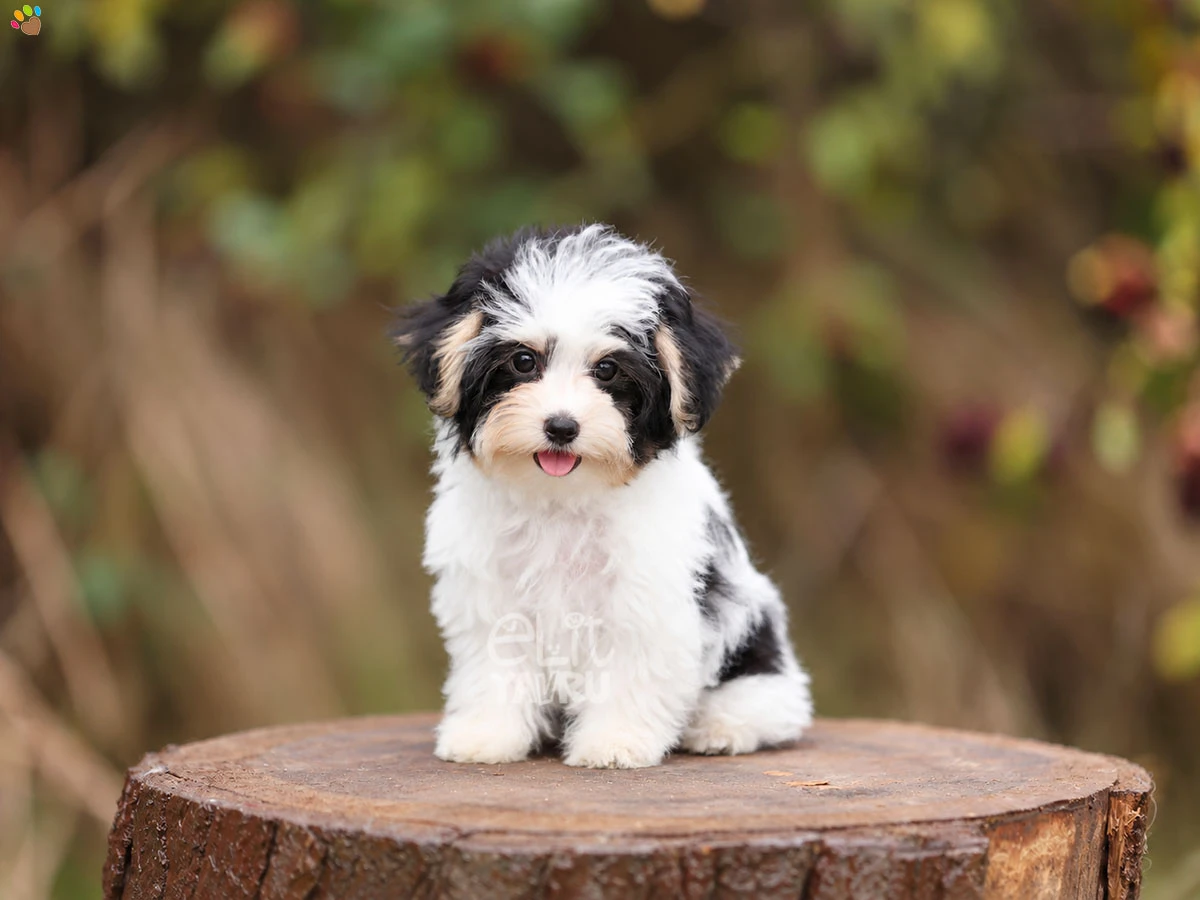Morkie Mooji
