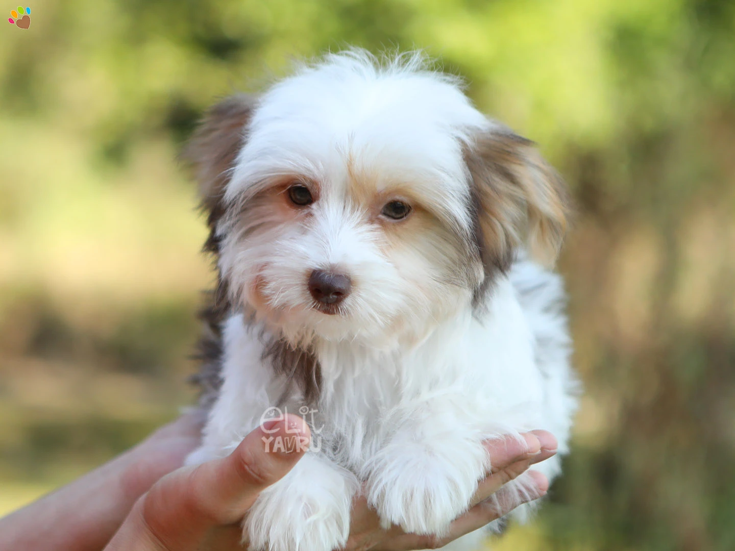 Morkie Matilda 2