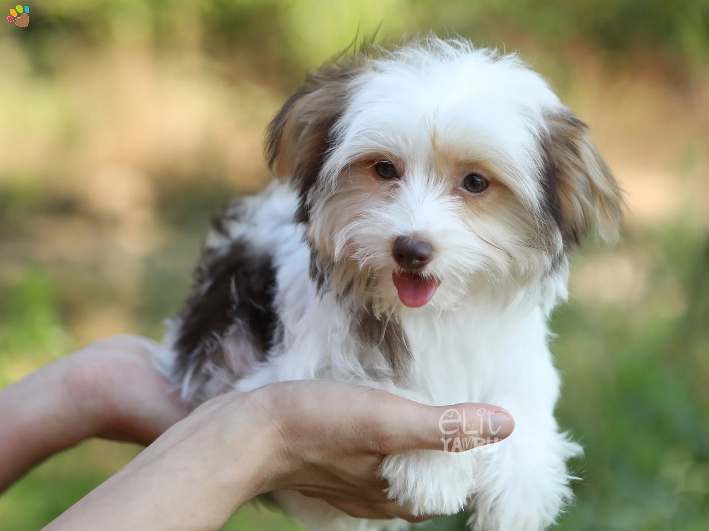 Morkie Matilda 3
