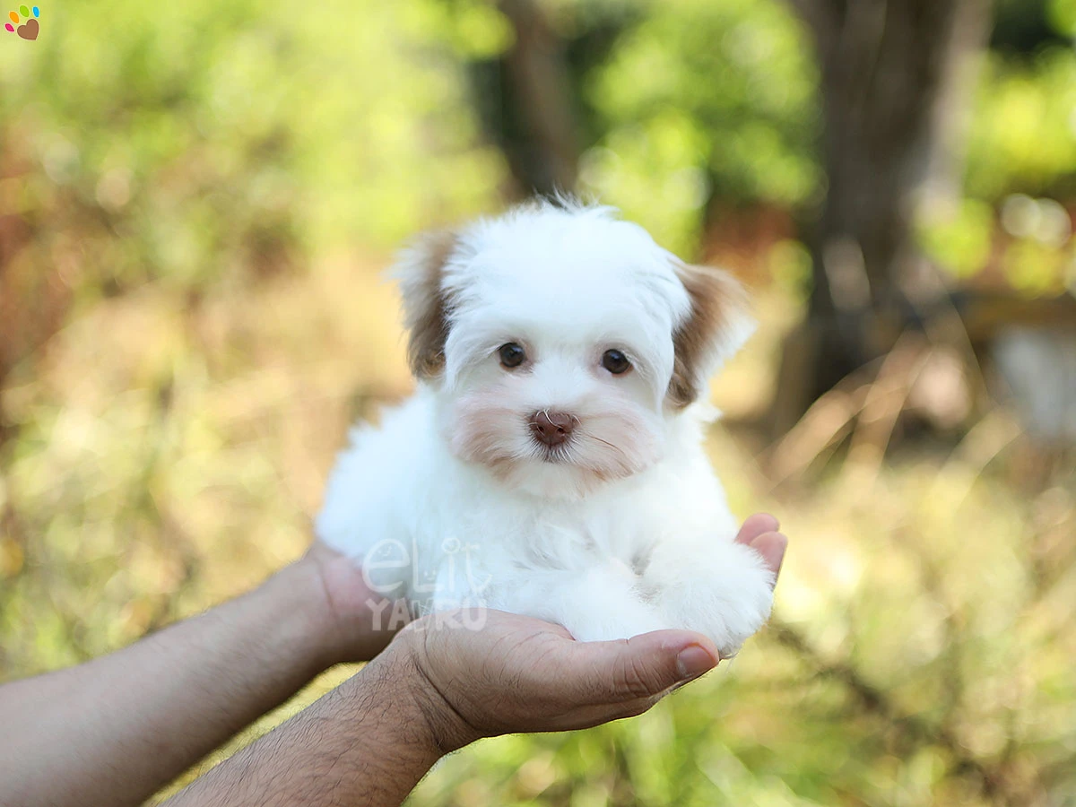 Morkie Moxi 4