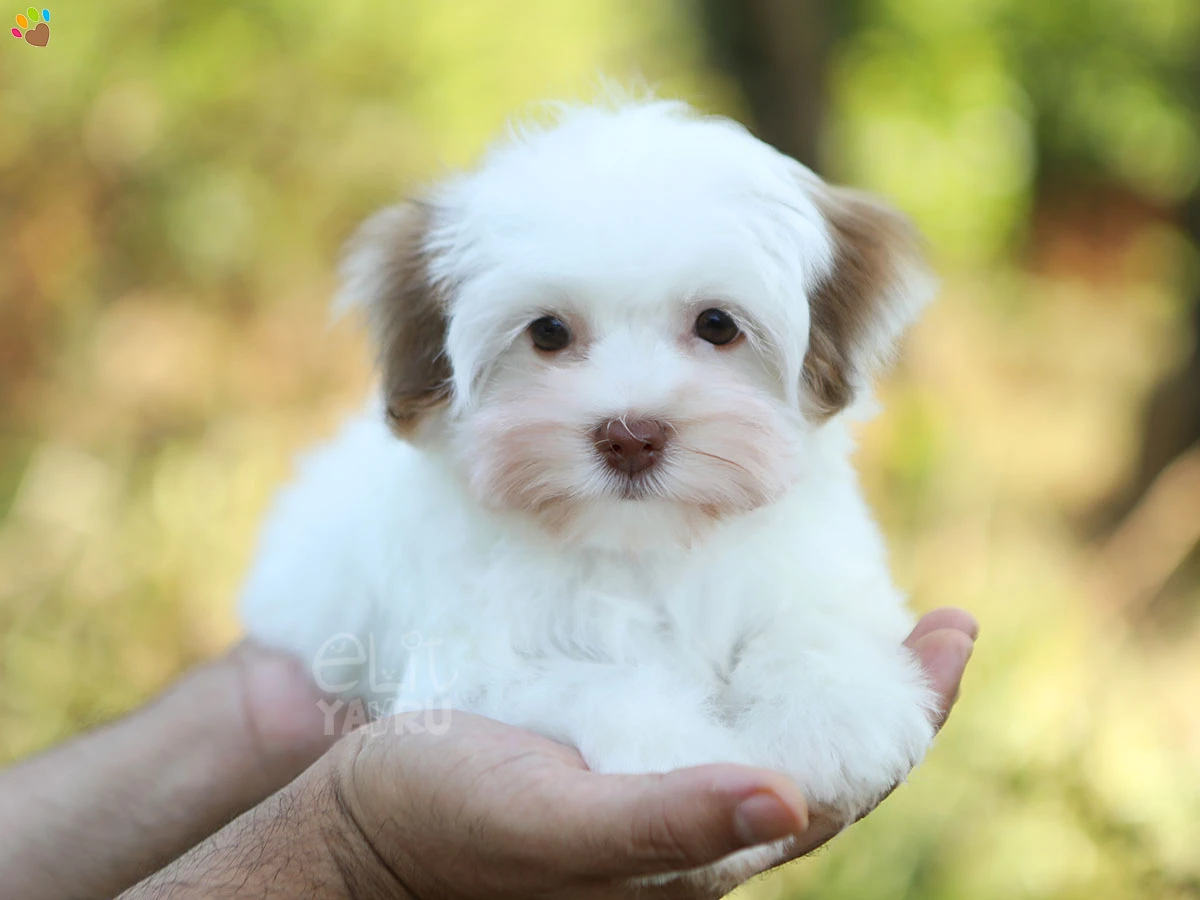 Morkie Moxi