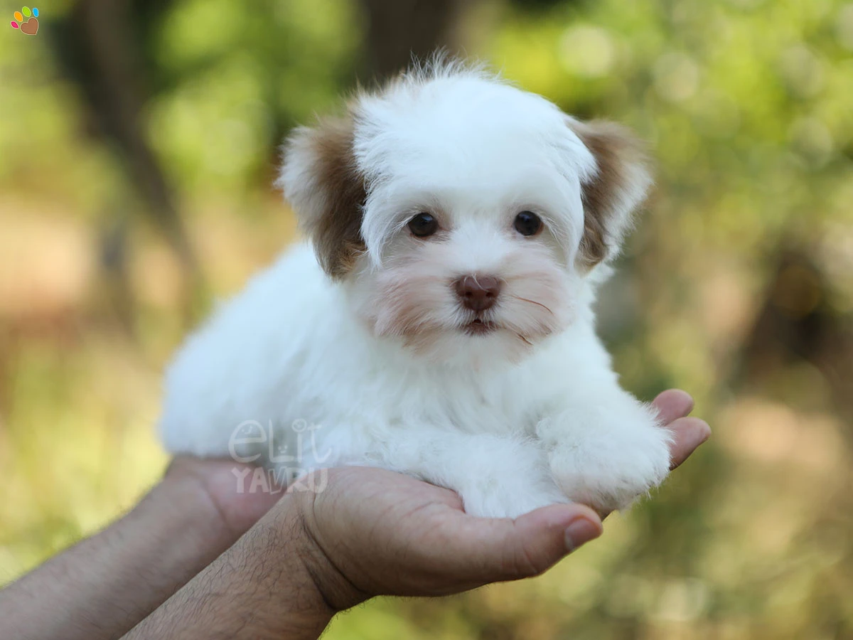 Morkie Moxi 3