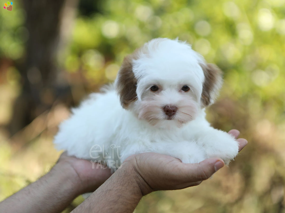 Morkie Moxi 1