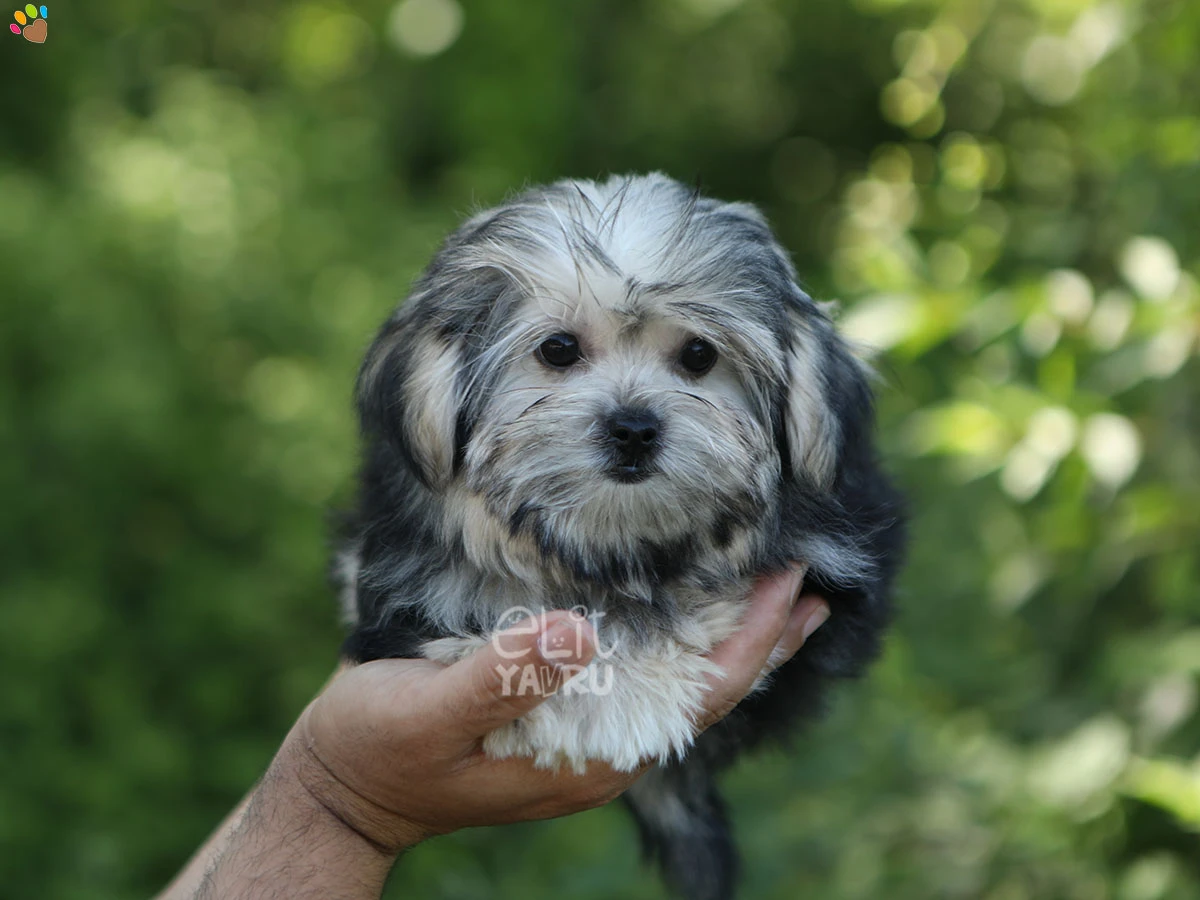 Morkie Mya