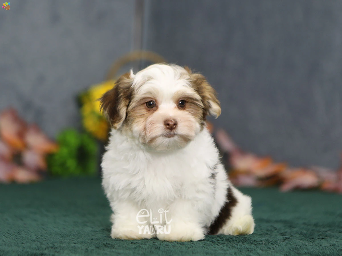 Morkie Mya 3