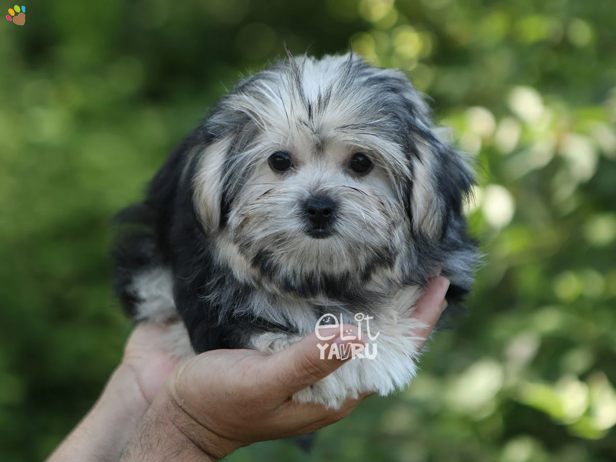 Morkie Mya 3