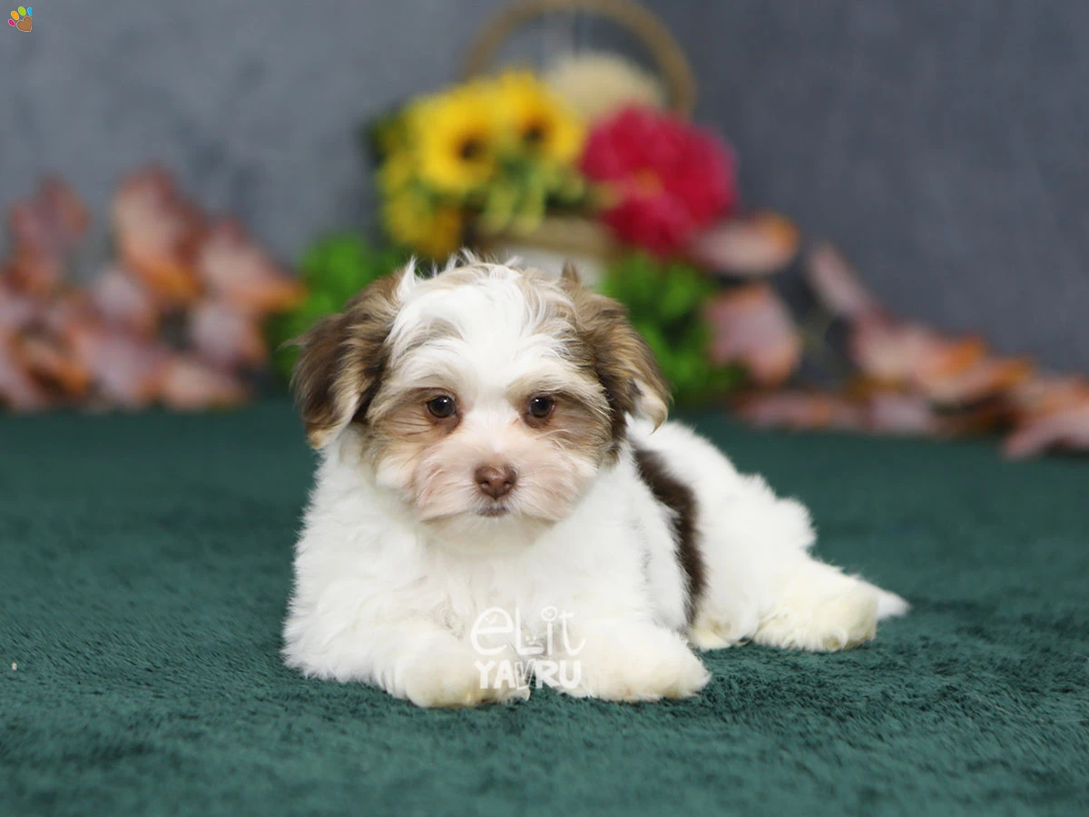 Morkie Mya