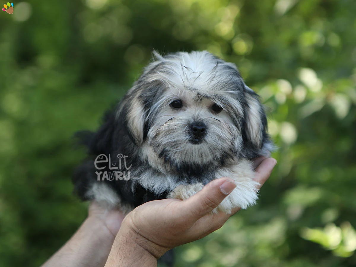 Morkie Mya 1