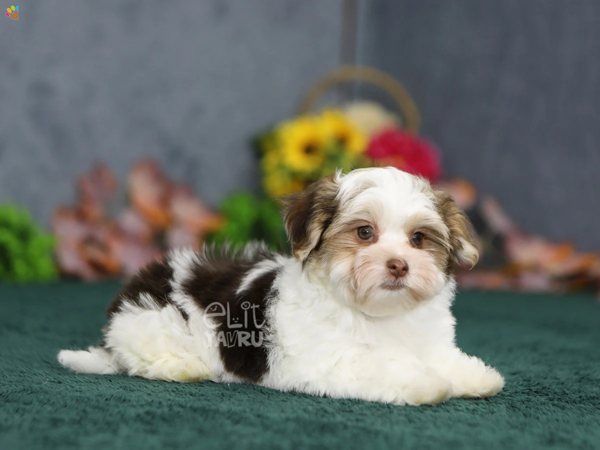 Morkie Mya 2