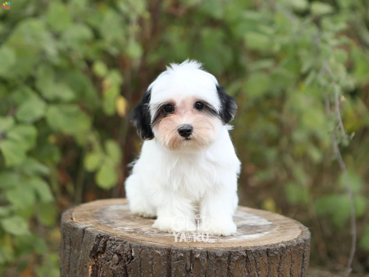 Morkie Nena 1
