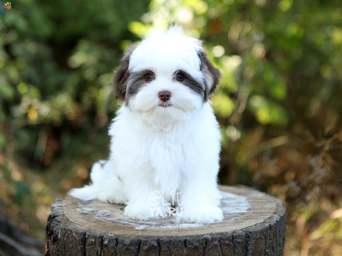 Morkie Nikita 4
