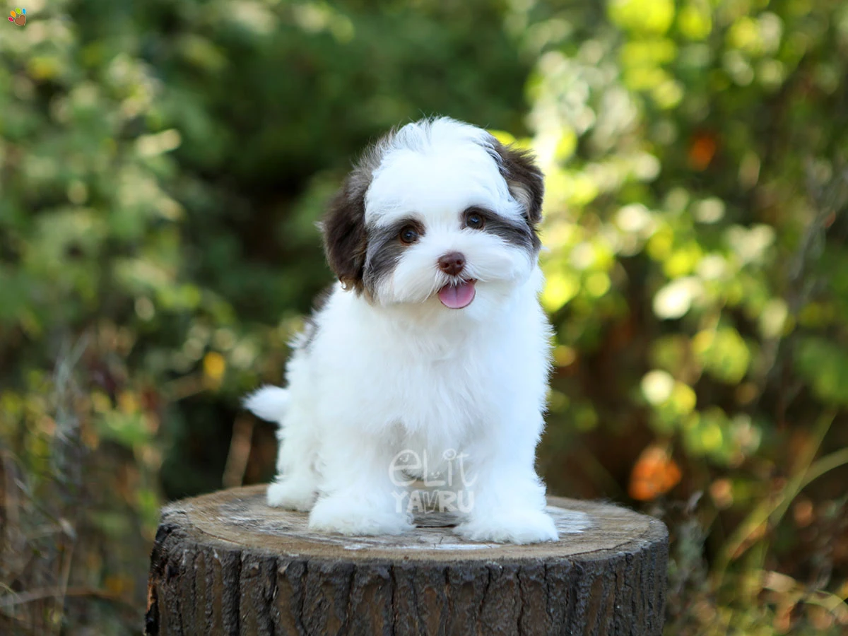 Morkie Nikita 1