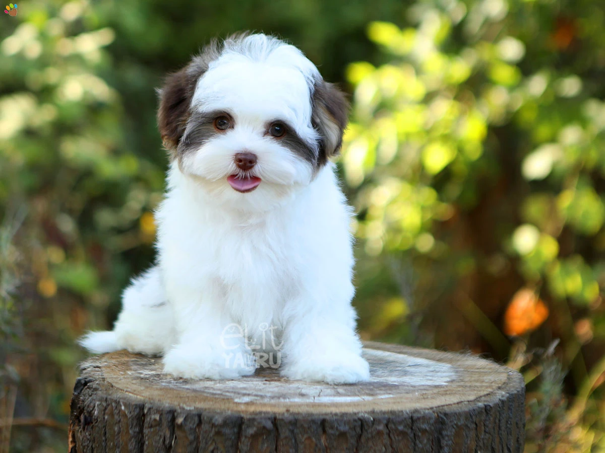 Morkie Nikita