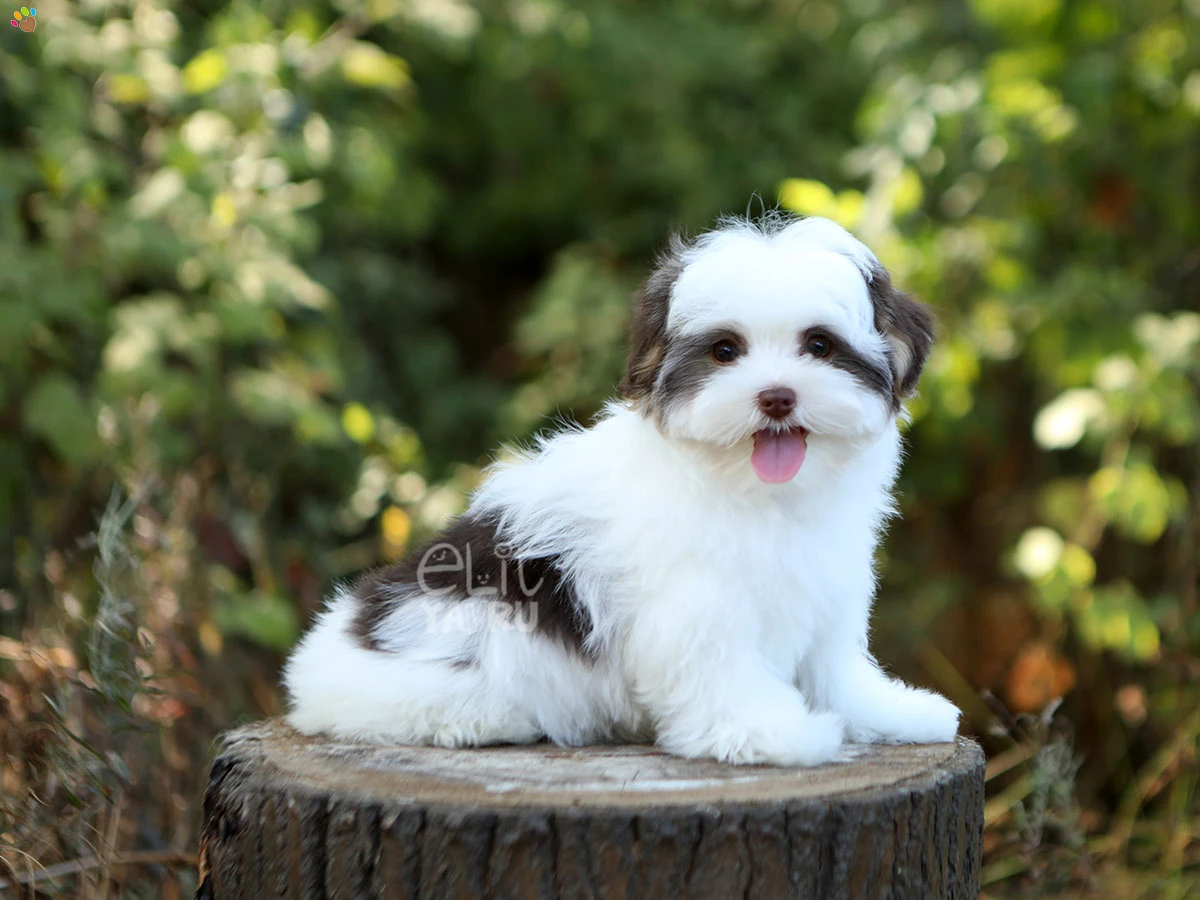 Morkie Nikita 3