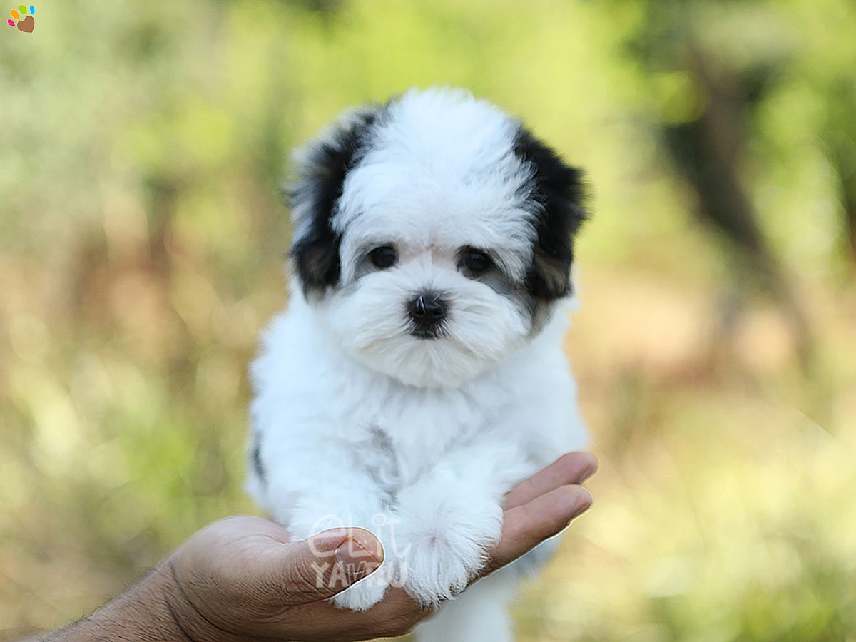 Morkie Nikki