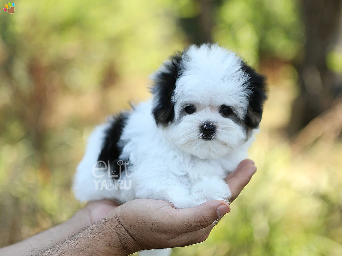 Morkie Nikki 1