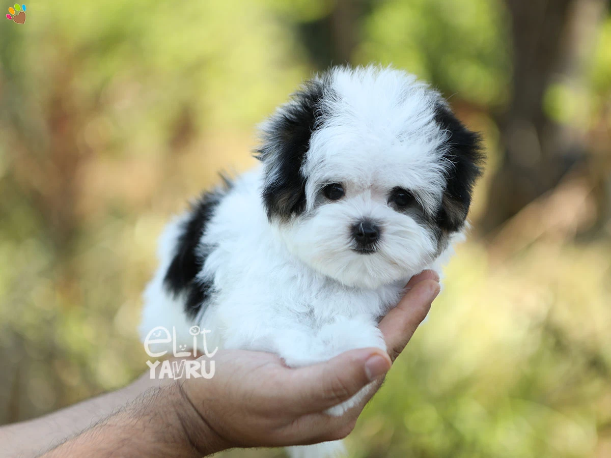 Morkie Nikki 2