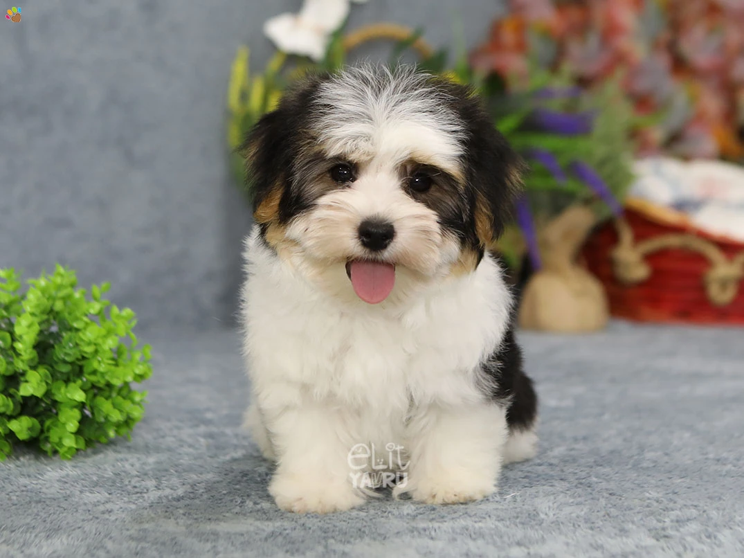 Morkie Nimsy 4
