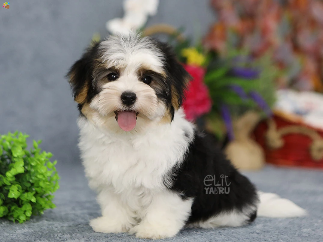 Morkie Nimsy