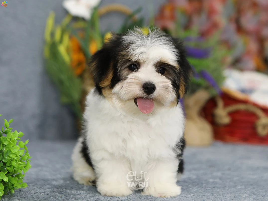 Morkie Nimsy 2
