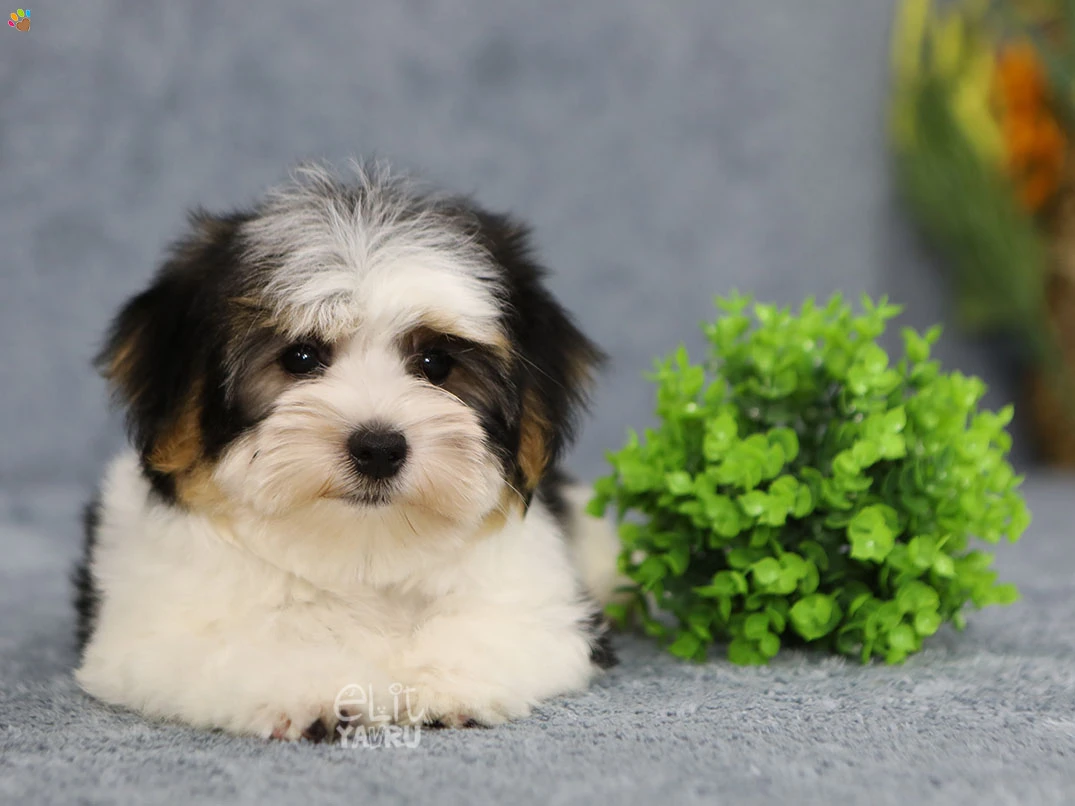 Morkie Nimsy 3