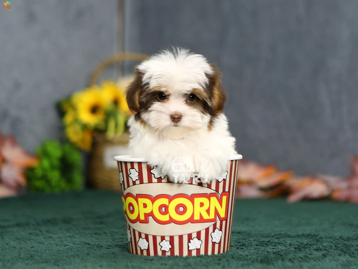 Morkie Noodle