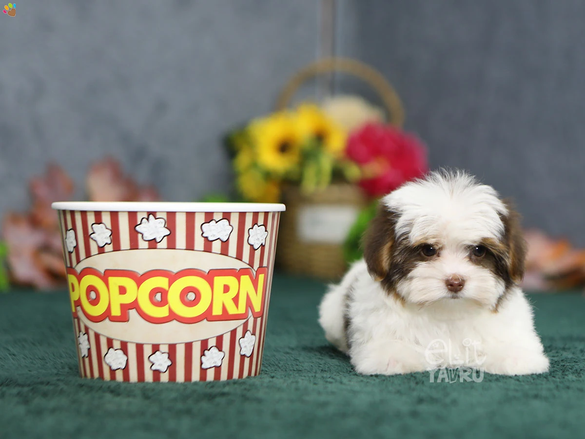 Morkie Noodle 2