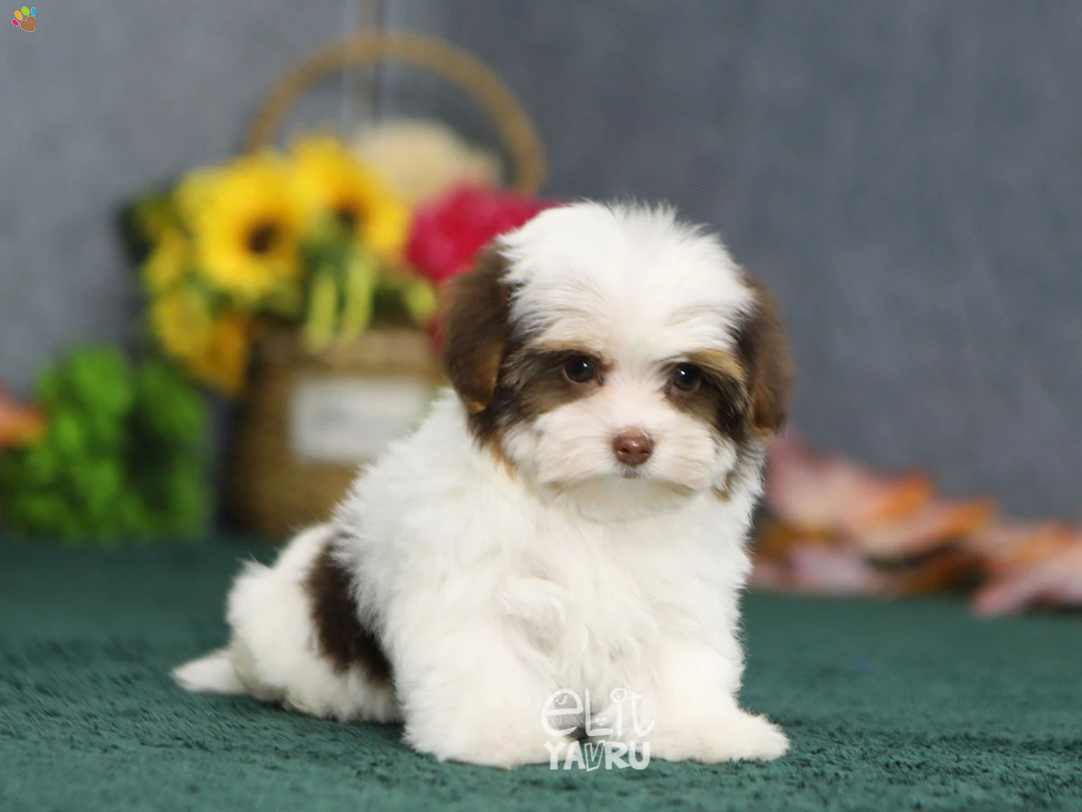 Morkie Noodle 3