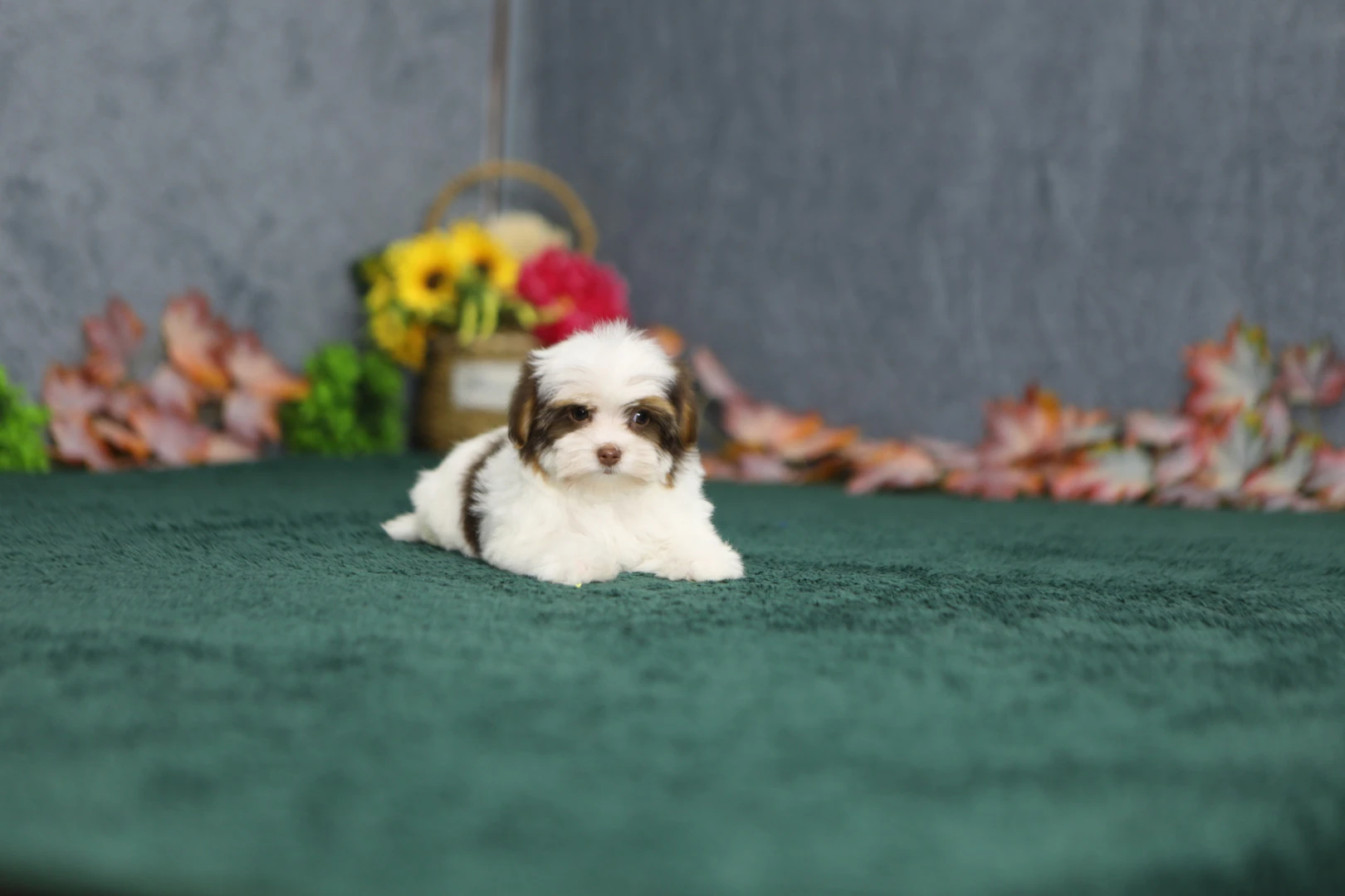Morkie Noodle 1