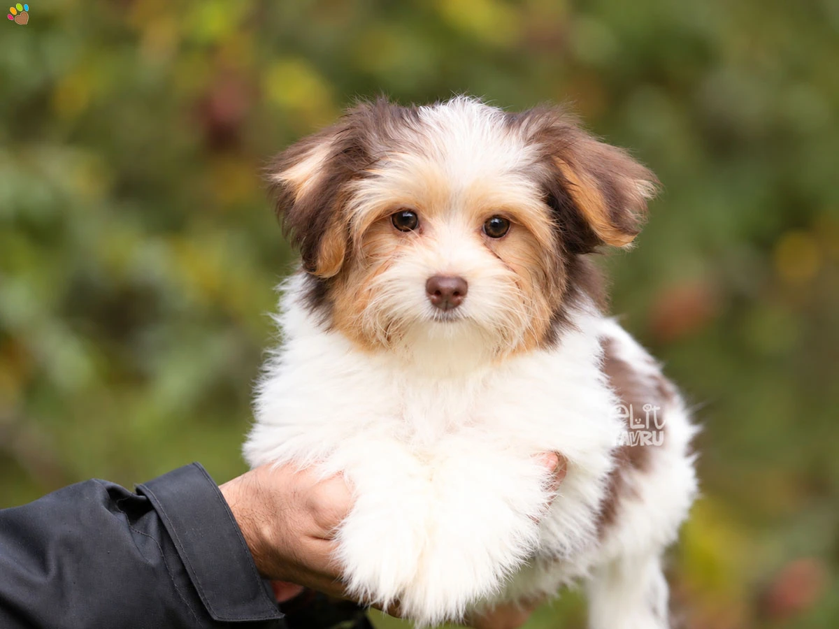 Morkie Ocean