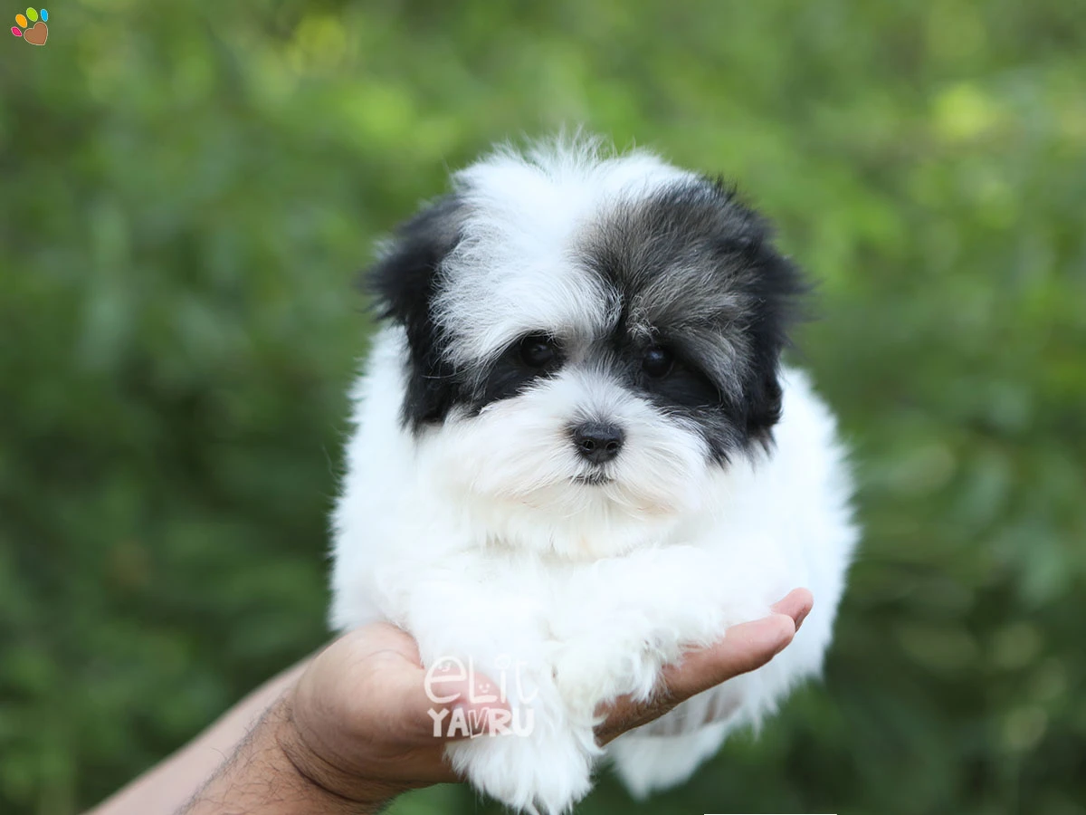 Morkie Ocean 2