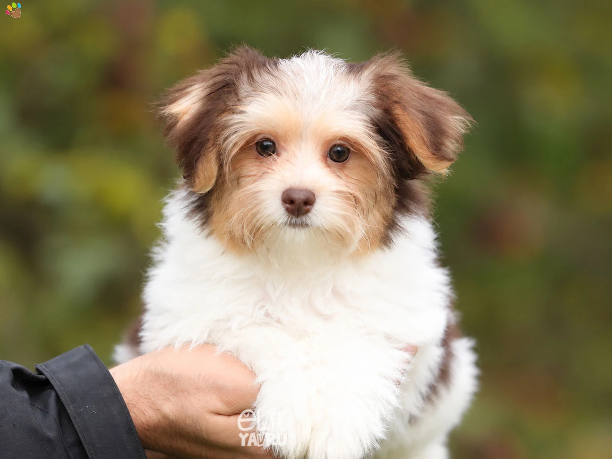 Morkie Ocean 1