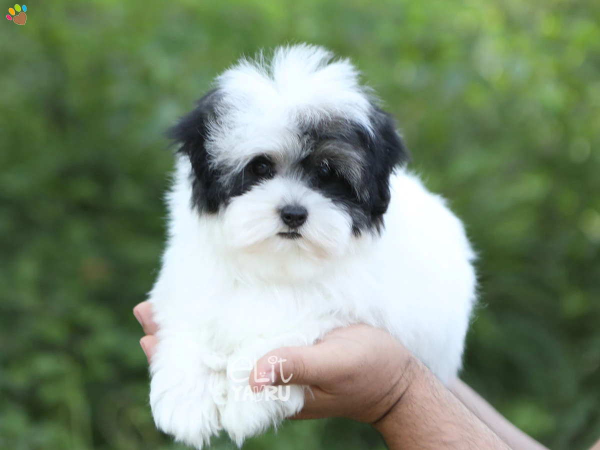 Morkie Ocean