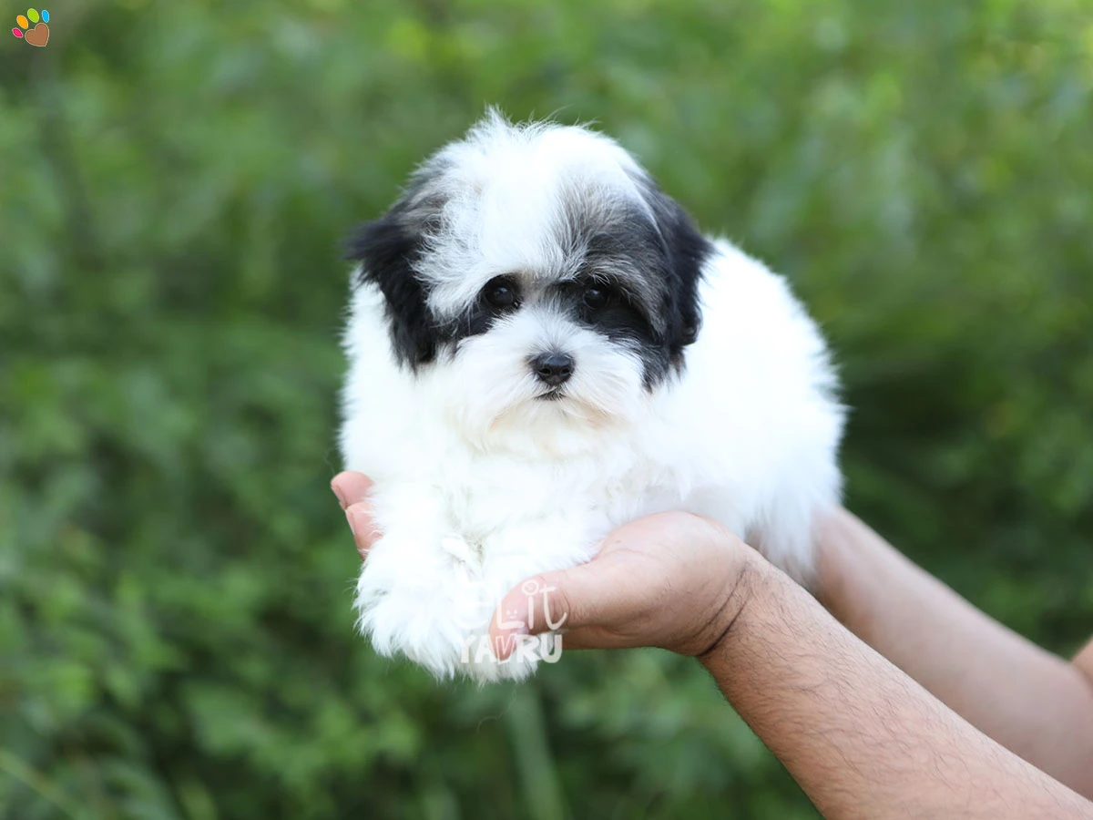 Morkie Ocean 1